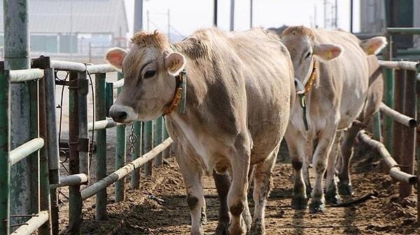 Geçen yılın aynı ayına göre ekimde yüzde 961 oranında artış gösteren sığır ithalatında, en büyük payı Brezilya'dan yapılan ithalat alırken, onu Uruguay ve Çekya izledi.