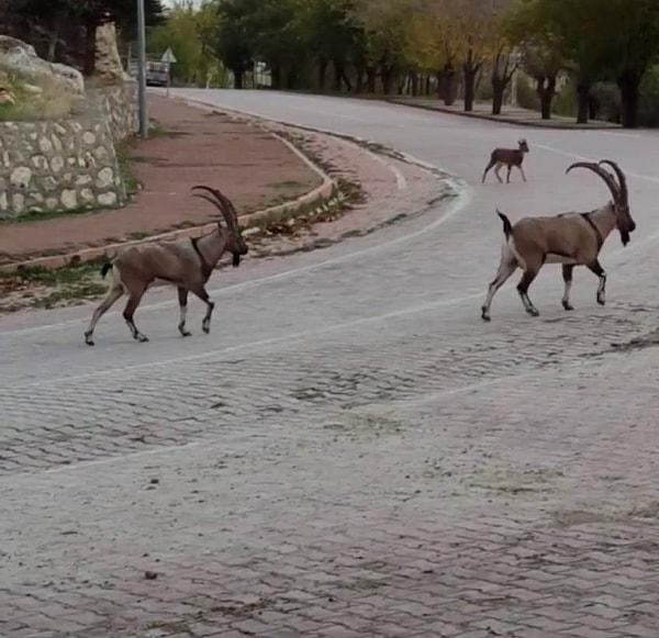 Nesli tükenme altında olduğu için koruma altına alınan yaban keçileri şehrin sokaklarında görüntülendi.