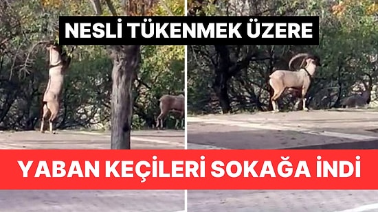 Tunceli'de Nesli Tükenme Tehlikesi Yaşayan Yaban Keçileri Sokaklarda Görüntülendi