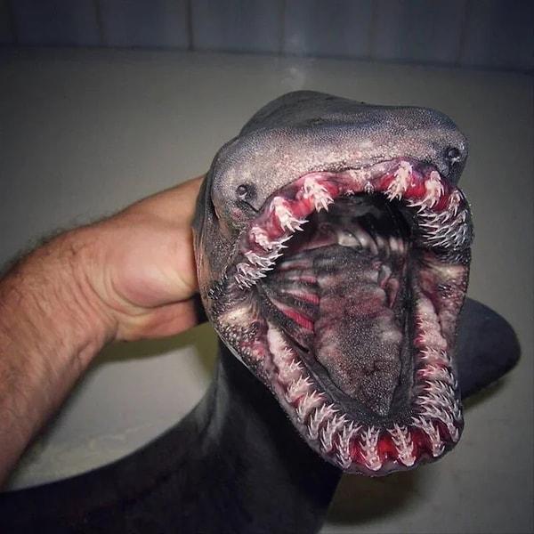 “Fırfırlı köpek balığının ağzının içi”