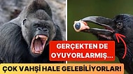 Doğanın Korkutucu Yüzünü İliklerinize Kadar Hissetmenize Sebep Olacak Birbirinden Ürkütücü 15 Yeni Fotoğraf