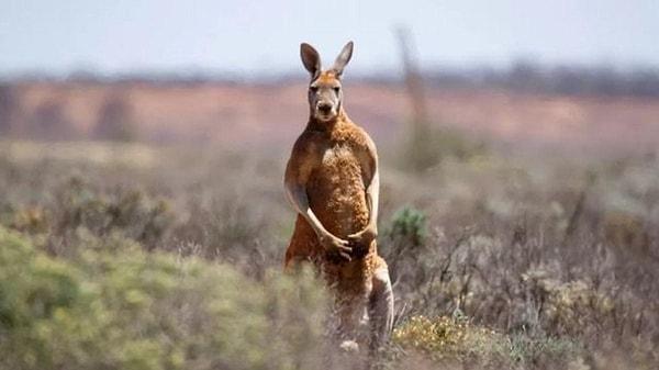 How many metres can kangaroos jump at a time?