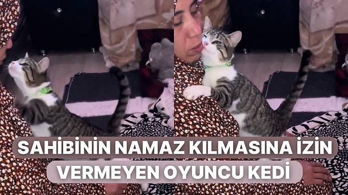 Sahibi Namaz Kılarken Aşka Gelen Kedinin Kadına Yaptığı Cilvelere İçiniz Eriyecek