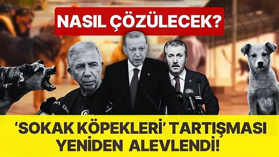 'Sokak Köpekleri' Tartışması Yeniden Alevlendi! Siyasiler, Hayvanseverler ve Vatandaşların Çözüm Önerisi Ne?