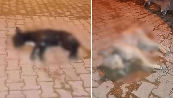 Aydın'ın Nazilli ilçesinde gece, iki ayrı noktada 5 sokak köpeği zehirlenmiş olarak ölü bulundu. Polis olayla ilgili soruşturma başlattı.
