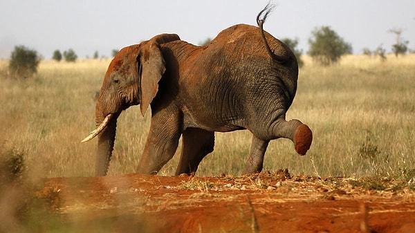 Fillerin hamilelik süresi diğer tüm memelilerden -neredeyse 22 ay- daha uzundur. Filler doğduklarında yaklaşık 90 kilogram ağırlığında ve yaklaşık 1 metre boyundadır.