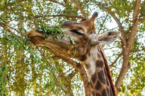 Yetişkin bir zürafa yerden 6 metre yükseklikteki ağaçların yapraklarıyla beslenebilir!