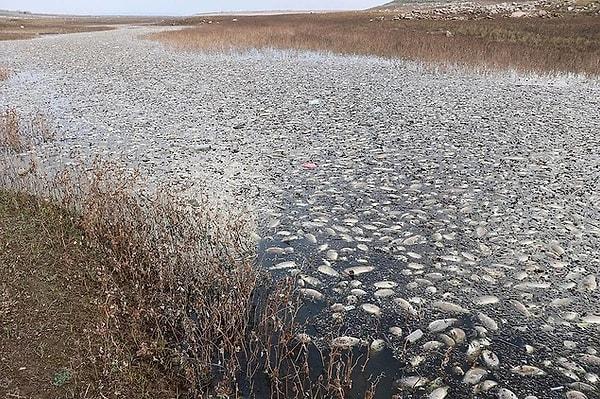 Gaziantep'in Oğuzeli ilçesinde bulunan Kayacık Barajı'nda meydana gelen balık ölümleri sonrası bölgeden numune alınarak inceleme başlatıldı. Su yüzeyinin ölü balıklarla kaplı olduğunu söyleyen vatandaşlar durumdan endişe duyduğunu belirtti.