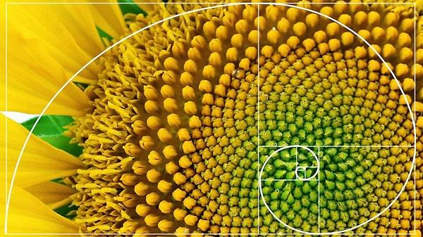 Mathematical Significance and the Fibonacci Sequence: