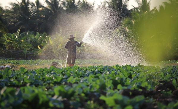 The Nexus of Water, Agriculture, and Food Security