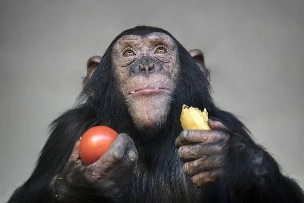 Adalet beklentisi sadece insanın bir ihtiyacı değil, şempanzeler üzerinde yapılan bir deney bize bunu ispatlamıştır.