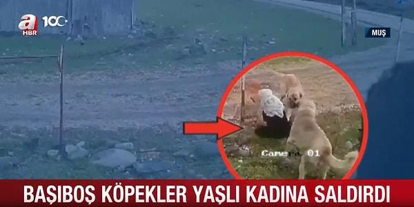 Muş'un Varto ilçesinde yaşanan olayda, 79 yaşındaki Medine Kızıltaş'a sokak köpekleri saldırdı.