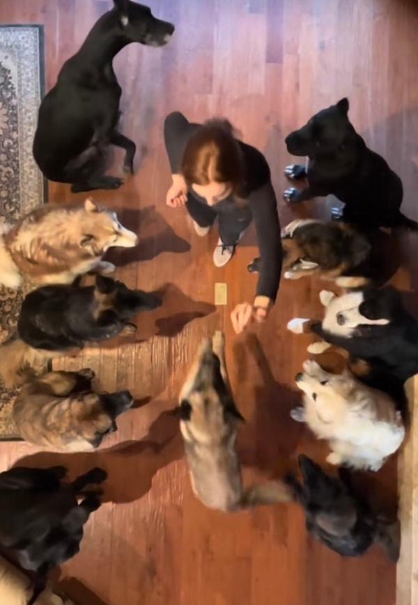 Akıllı köpekleriyle danslar eden kadının videosunda tam tamına 12 köpek yer alıyordu.