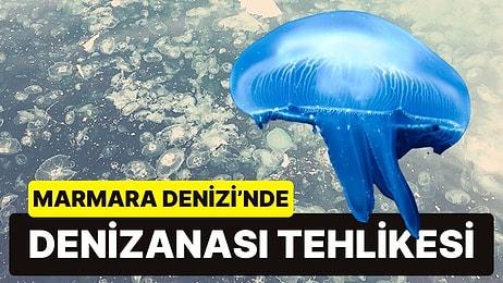 Marmara Denizi Çığlık Atıyor! Denizanası Yoğunluğu Tehlikeli Boyutlara Ulaştı