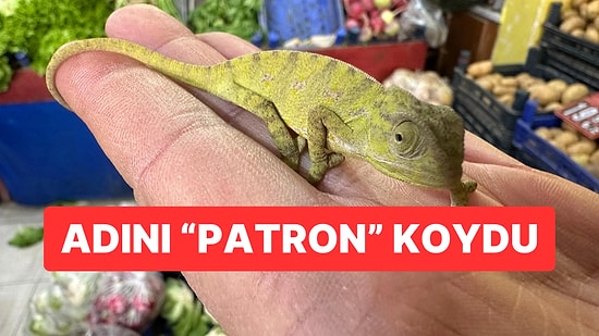 Manavdan Aldığı Mandalinaların Arasından Çıkan Bukalemunu Evinde Beslemeye Başladı