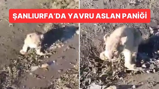 Şanlıurfa’da Yavru Aslan Paniği: Her Yerde Aranıyor