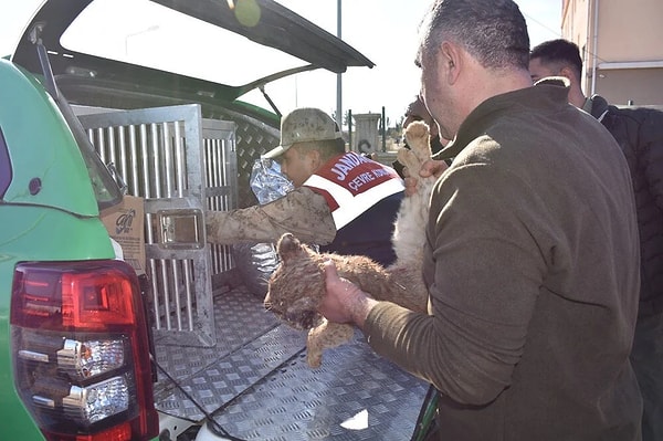 Jandarma ekipleri, ihbar üzerine Şanlıurfa- Siverek kara yolunun 7’nci kilometresinde arazilerde yaptığı aramalarda yavru aslanı buldu. Bitkin düştüğü belirlenen ve İlçe Jandarma Komutanlığı'na götürülmek istenen yavru aslan, bir süre sonra öldü.