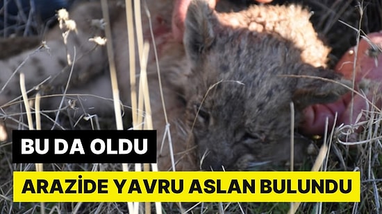 Siverek'te Garip Olay: Kayıp Aslan Yavrusu Hayatını Kaybetti