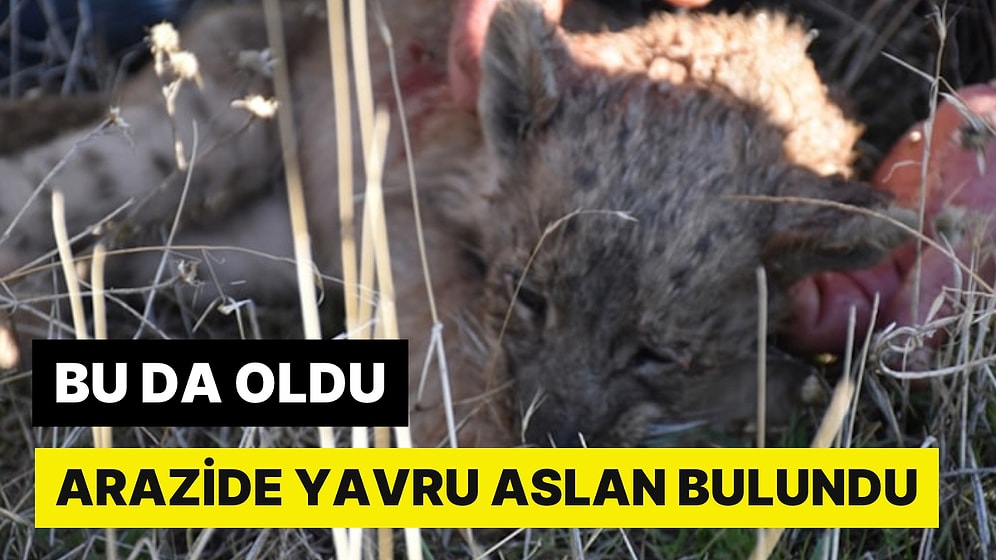 Siverek'te Garip Olay: Kayıp Aslan Yavrusu Hayatını Kaybetti