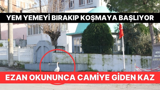 O Kaz Hiç Kesilmeyecek: Ezan Okununca Yem Yese Bile Bırakıp Camiye Koşuyor