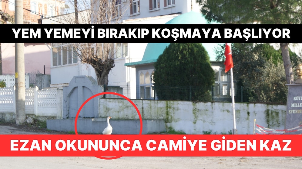 O Kaz Hiç Kesilmeyecek: Ezan Okununca Yem Yese Bile Bırakıp Camiye Koşuyor