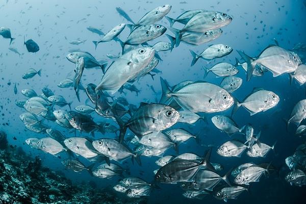 2. "Her yıl avlanan balık popülasyonu kontrol altında tutulmadığı için birçok balık türü tehlike altına girdi bile."