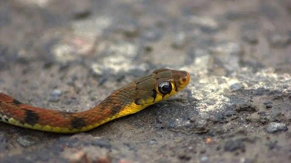 Baby Snakes: Nurturing Potential and New Beginnings: