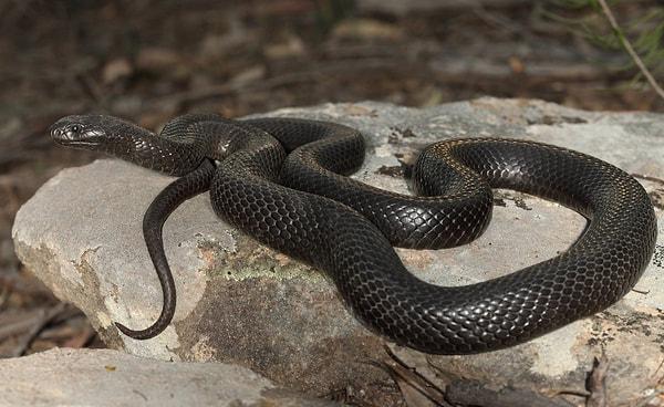 Black Snakes: Shadow Work and Transformation:
