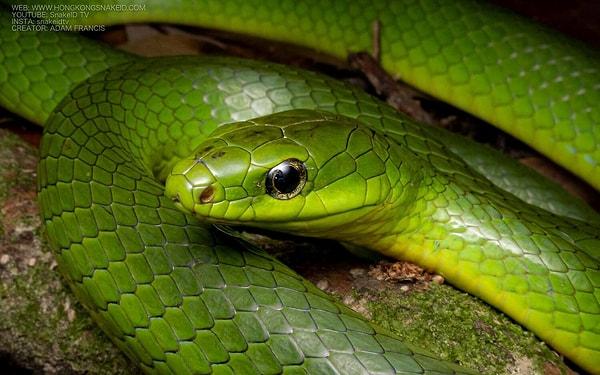 Green Snakes: Growth, Renewal, and Healing: