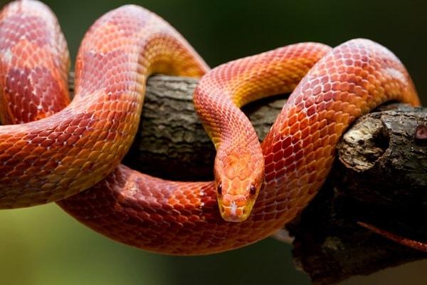 Red Snakes: Passion, Desire, and Intensity: