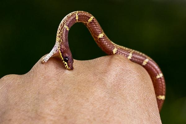 Snake Bites: Warning Signs and Caution: