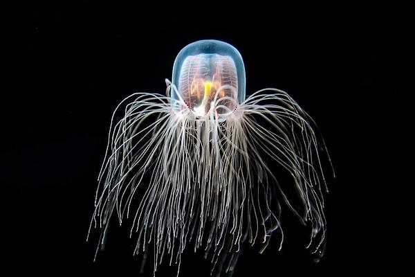 The Immortal Jellyfish (Turritopsis dohrnii)