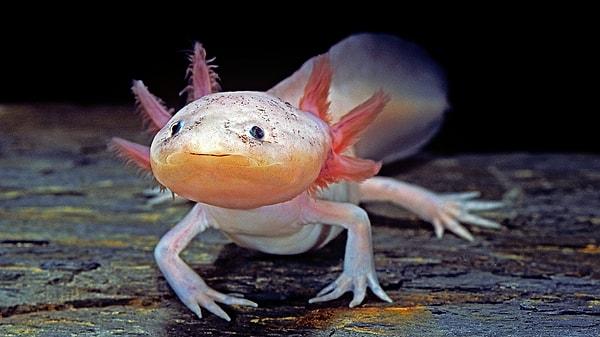 Axolotls – The Regeneration Experts
