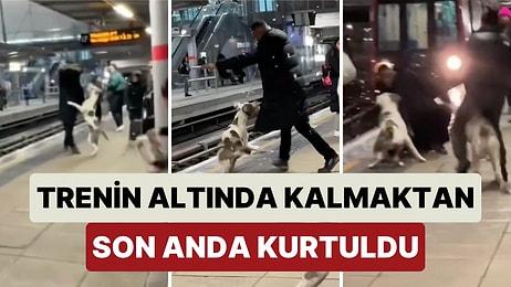 Tren İstasyonunda Köpeklerini Zapt Edemeyen Kadına Yardım Eden Bir Adam Trenin Altına Kalmaktan Zor Kurtuldu