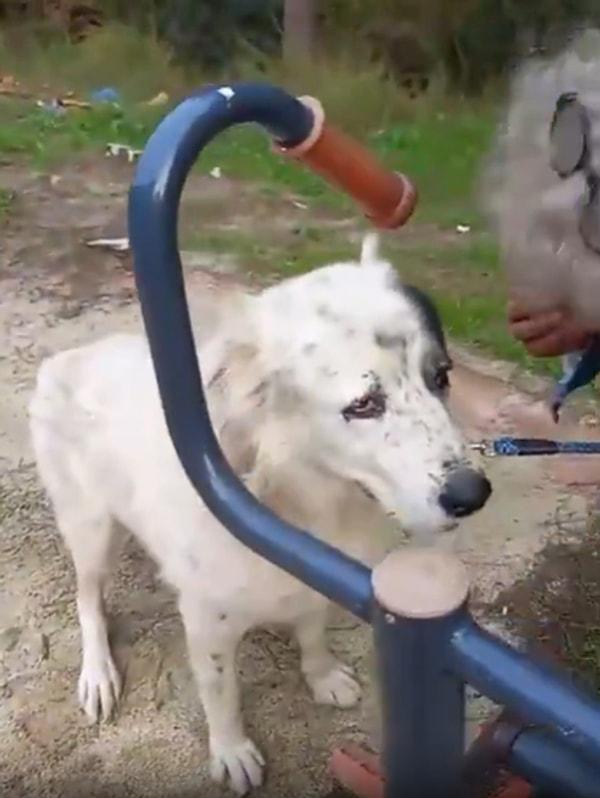 Parka bağlanarak terk edilen köpek, kendisini kurtaran insanlara ise adeta üzüntüsünü yalvararak anlattı.