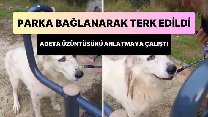 Parka Bağlanarak Terk Edilen Köpek, Kendisini Kurtaran İnsanlara Adeta Yalvararak Üzüntüsünü Anlattı