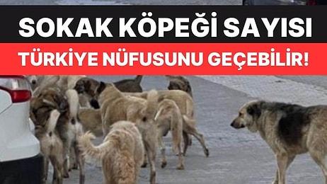 Prof. Dr. Alper Şener'den Kuduz Uyarısı! Sokak Köpeği Sayısı Türkiye Nüfusunu Geçebilir
