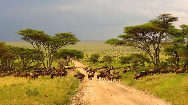 7. 30.000 km²'lik bir koruma alanı içeren Serengeti adlı bölge, nerede bulunmaktadır?