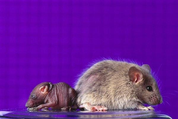 Interestingly, when researchers reversed the experiment and inhibited dopamine release in the reward center of the brain, the mice became lethargic.