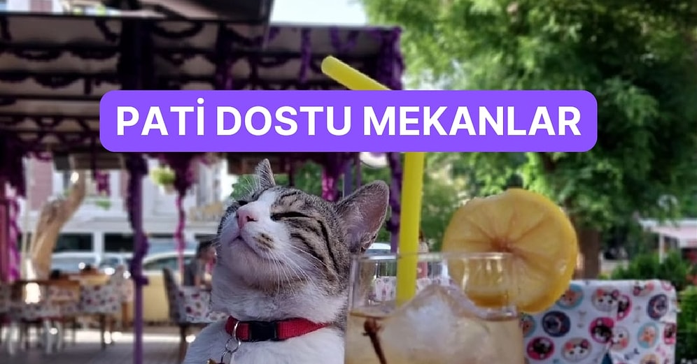 Ankara’da Patili Dostunuzla Güzel Vakitler Geçireceğiniz Mekanlar Rehberi