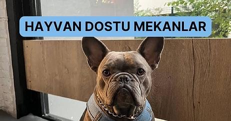 İstanbul Anadolu Yakasında Gönül Rahatlığı İle Gidebileceğiniz Hayvan Dostu Mekanlar