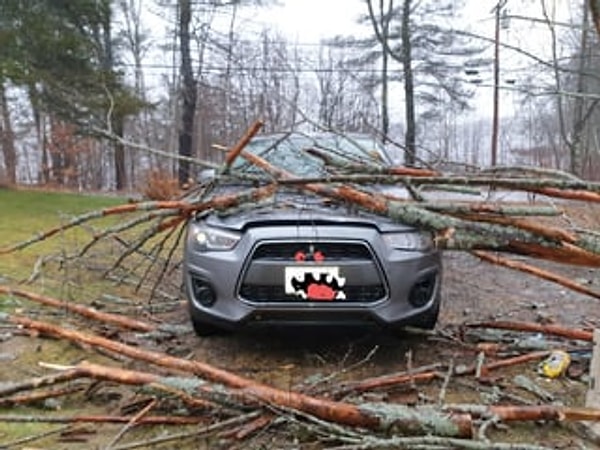5. "Arabamın üstüne ağaç düştü."