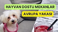 İstanbul Avrupa Yakasında Patili Dostlarınızla Gidebileceğiniz Mekanlar Rehberi