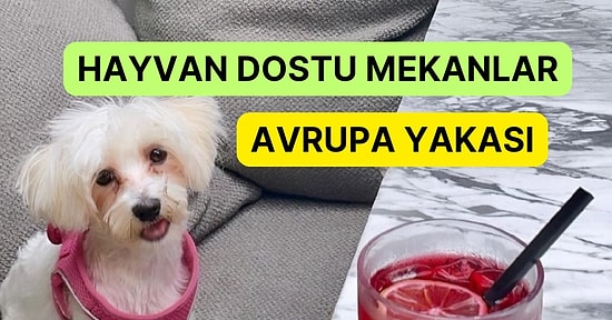 İstanbul Avrupa Yakasında Patili Dostlarınızla Gidebileceğiniz Mekanlar Rehberi