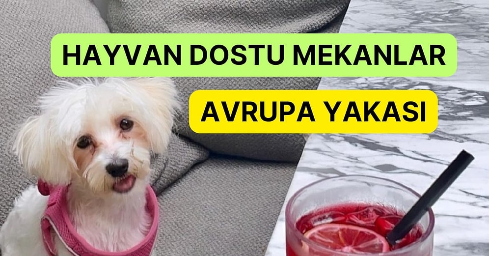 İstanbul Avrupa Yakasında Patili Dostlarınızla Gidebileceğiniz Mekanlar Rehberi