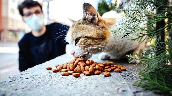 Çevredeki işletmelere haber verin. Mahallenizde hayvansever gönüllüler varsa durumu onlara da mutlaka bildirin. Kedilerle ilgilendikleri için dikkatlerini çekecektir.