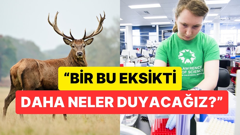 "Yavaş İlerleyen Bir Felaket" Dediler: Bilim İnsanlarından Zombi Geyik Hastalığı Uyarısı