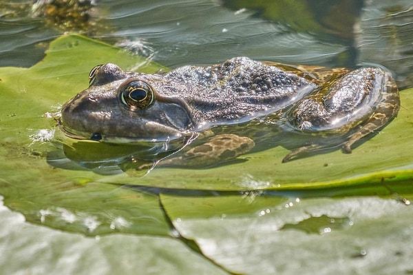 Patlayıcı üreme, çiftleşmek için her bahar kısa bir süre için çok sayıda bir araya gelen kurbağalar için oldukça yaygın bir stratejidir.