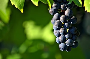 How to Perform the 12 Grapes New Year's Ritual: Timing, Meaning, and Steps