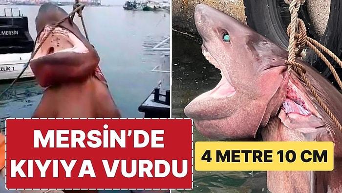Mersin’de 4 Metre 10 cm Uzunluğundaki Cam Göz Köpekbalığı Kıyıya Vurdu